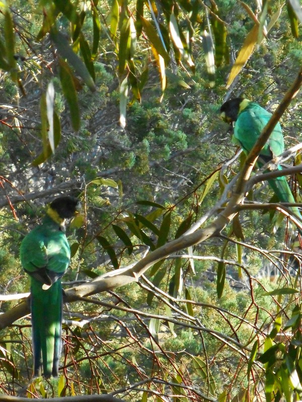 Yet Another Race of Asutralian Ringneck Parrot