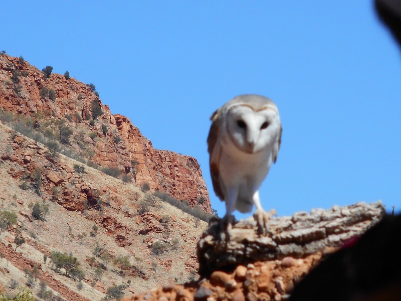 An Amazing Backdrop for a Grumpy Owl