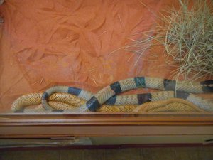 Western Brown Snakes