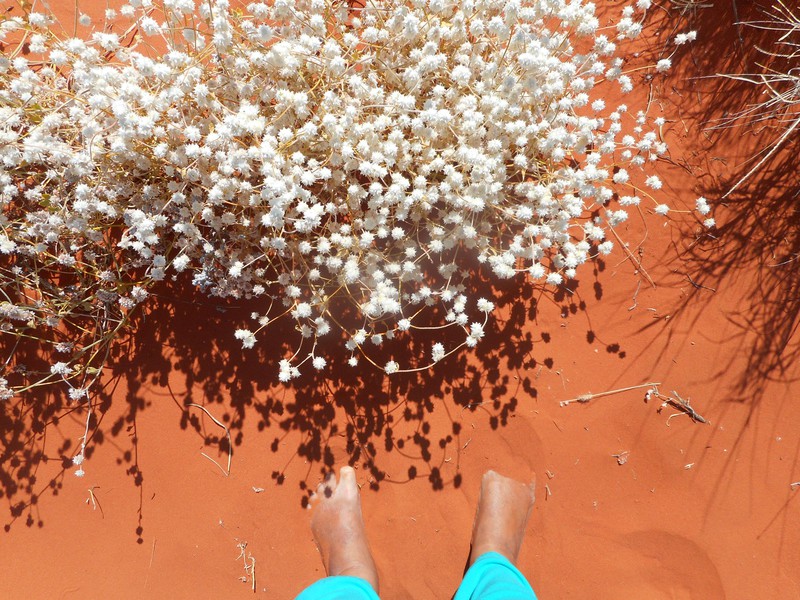 Wild Flowers on the Sand Dune
