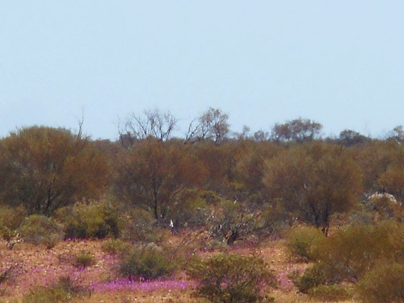 Wild Flowers on the Way to Coober Pedy