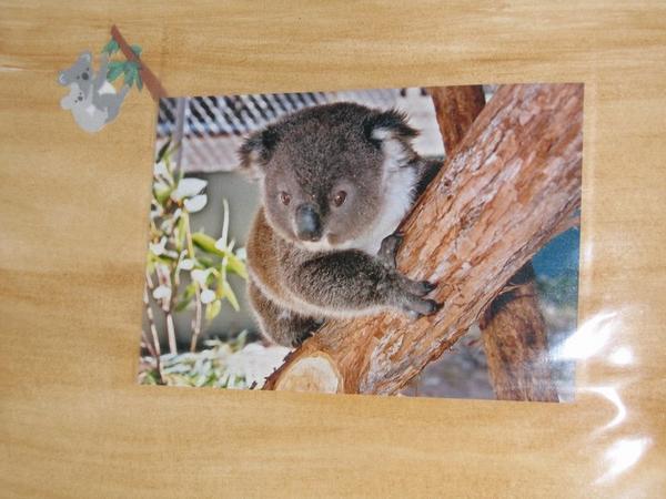 the koala we adopted