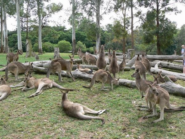 kangaroo village