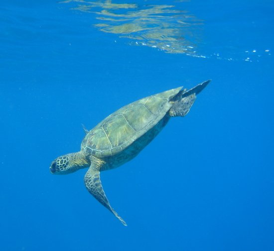 Sea turtle going down!