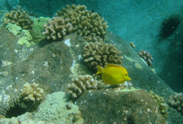 A yellow fish with coral