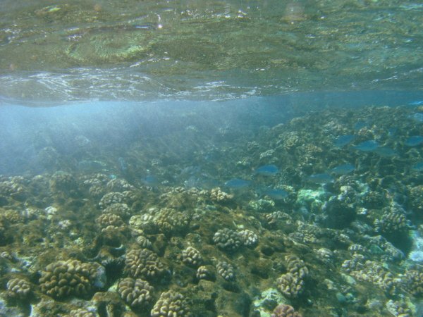 Coral reef with the surface of the water from below