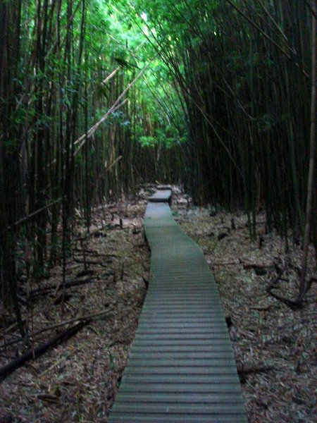 Bamboo thicket - had to lighten this photo considerably - very, very dark