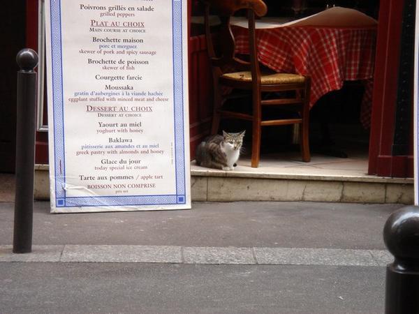 Greek Restaurant Cat