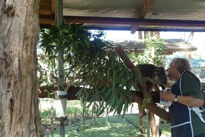 Port Mac Koala Sanctuary