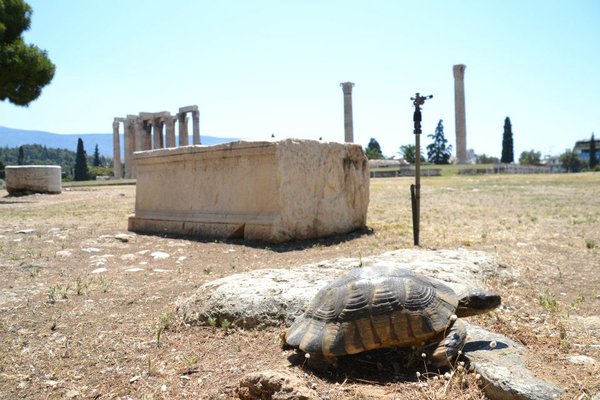 Turtle at Zeus's temple