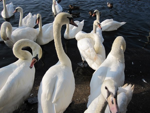 Loads of Swans