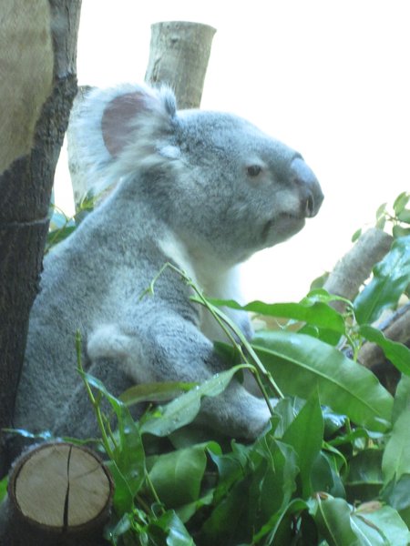 Koala up close and personal!