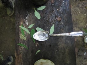 cocaine paste among coca leaves...start to finish