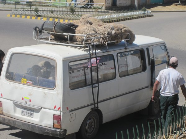 Sheep strapped to the top of a van
