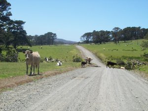 Cows line the side of a 100 km/hr gravel road