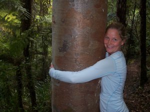 Getting close with a Kauri Tree