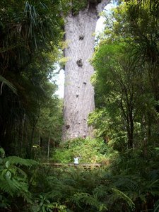 The largest living Kauri Tree