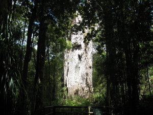 The second largest living Kauri Tree lit up in the sunlight