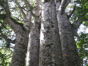The Four Sisters Kauri Trees
