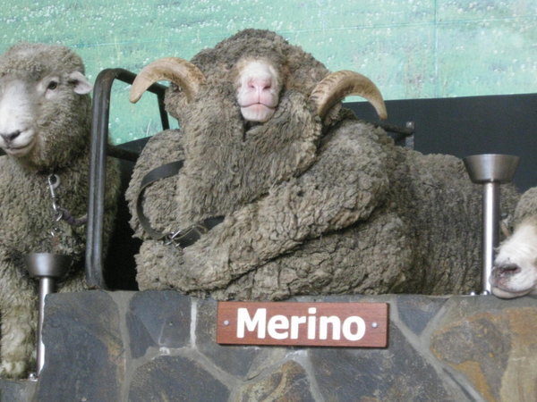 Where Merino Wool comes from