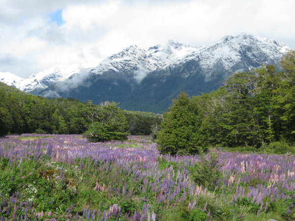 More Lupins and Mountain Ranges
