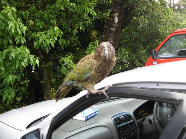 A parrot attacks our car