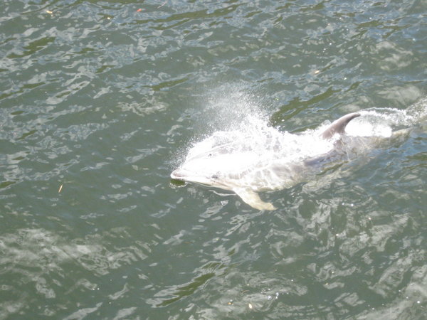 A dolphin accompanies us on our Milford Sound Cruise