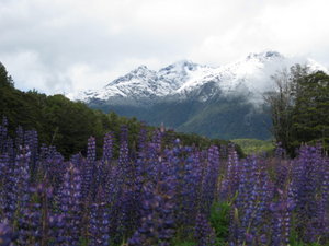 Lupins and Mountain Ranges
