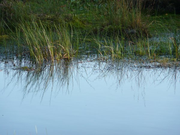 Pond grass