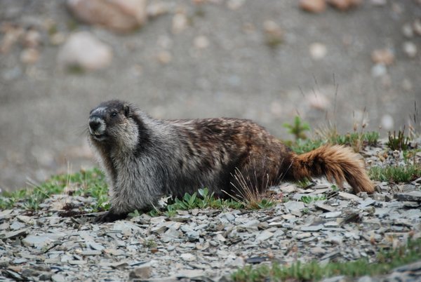 A hoary marmot or whistler