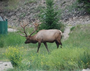 a roadside elk
