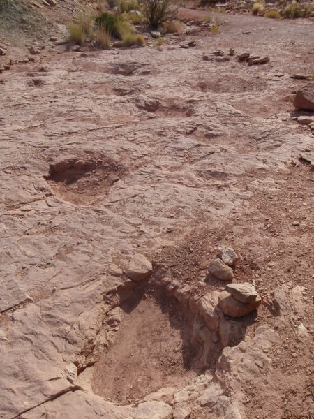 Copper Ridge Sauropod tracks
