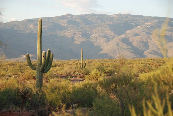 approaching Tucson - Saguaro cactus