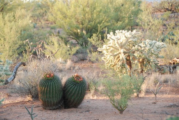 more desert cacti