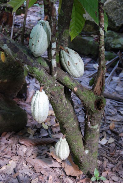 cacao pods - the source of chocolate