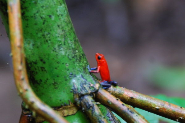 a red poison dart frog