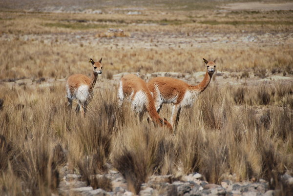 Vicunas roaming on the altiplano