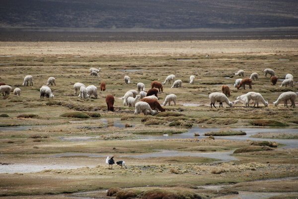 llama herds on the altiplano