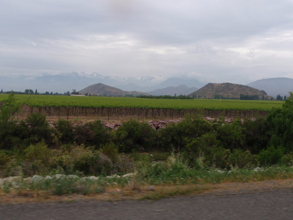 Chilean vineyards