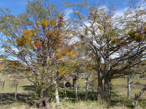 little grey trees with autumnal coloured mistletoe
