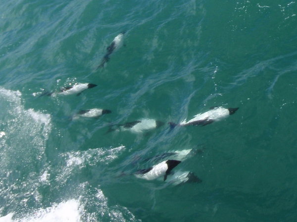 Commerson's dolphins accompanying us to Tierra del Fuego
