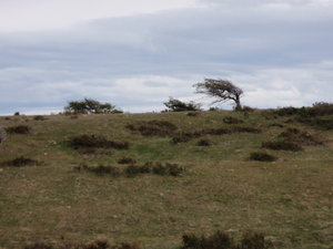 typical windswept trees