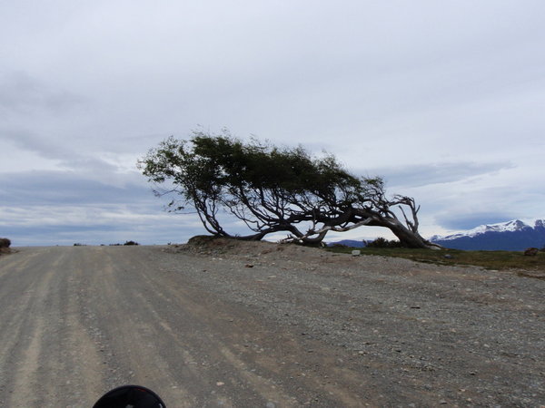 a typical gnarled Patagonian tree