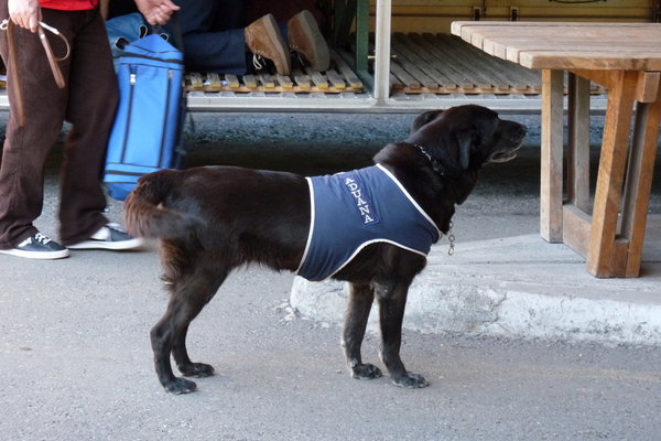 the customs dog on duty at Paso Cardinal Samore