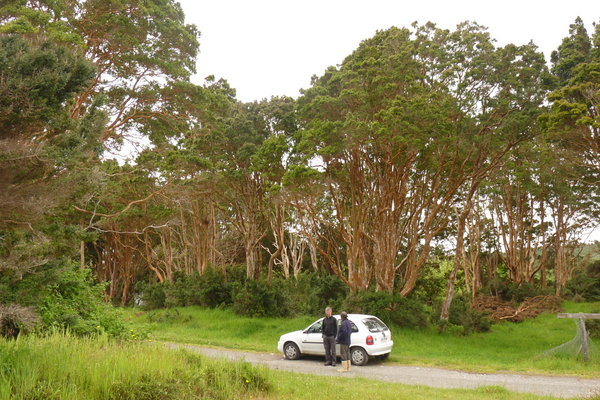 Arrayanes tress on the chaiguao peninsula