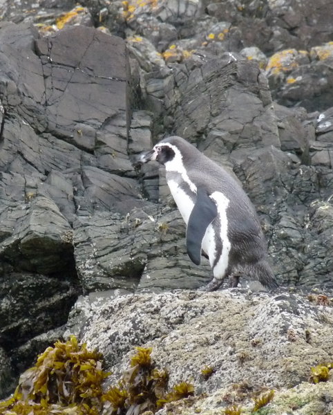 Humbolt penguin