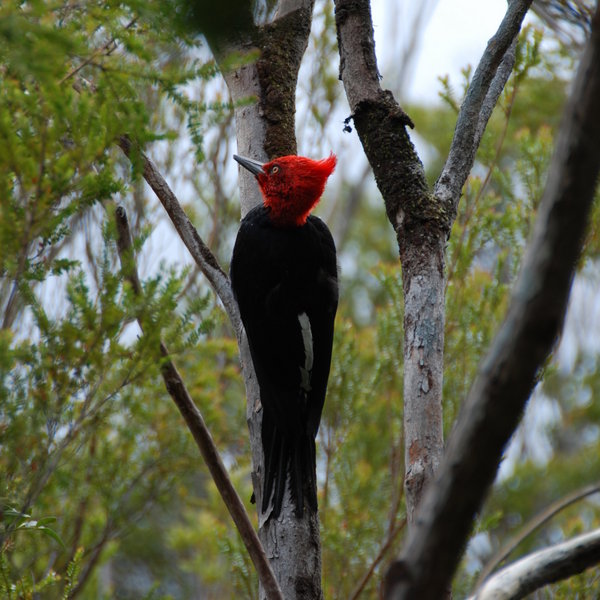 Chiloe National Park - magellanic woodpecker