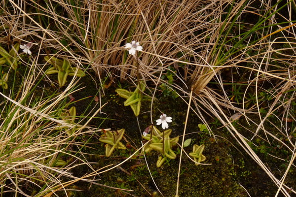 carniverous plants flowering in the Valdivian rainforest