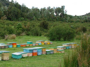 In Chiloe even the beehives are colourful