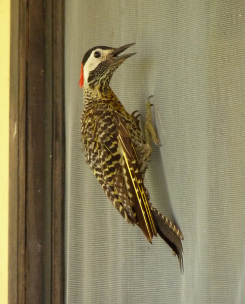 demented woodpecker